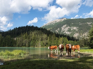 Mountains, Cows, lake