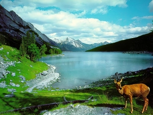Mountains, deer, lake
