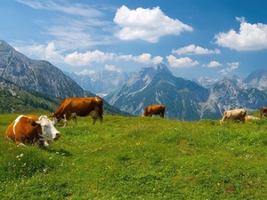 Mountains, Cows, Meadow
