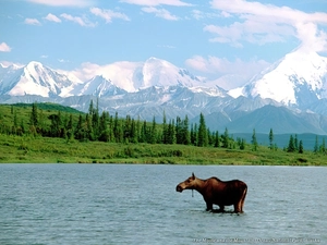 mountains, moose