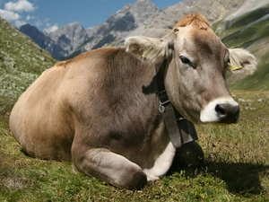 Mountains, Cow, pasture