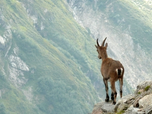 Mountains, goat, Rocks