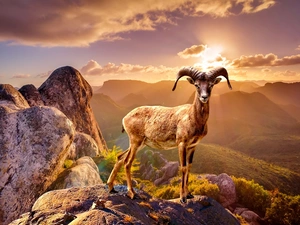mouflon, Mountains, rocks, Great Sunsets