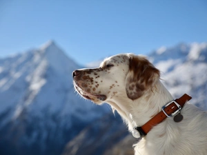 English Setter, dog-collar, Mountains, Head