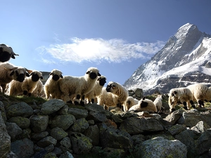 Mountains, Sheep, Stones