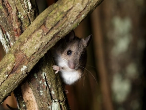 branches, mouse, Wood Mouse