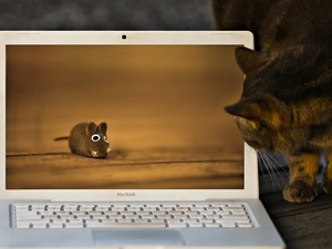 mouse, laptop, cat
