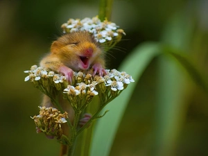 Colourfull Flowers, satisfied, mouse