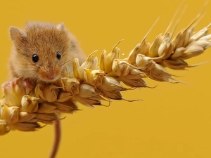 mouse, corn