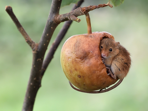 twig, mouse, Harvest Mouse, Apple