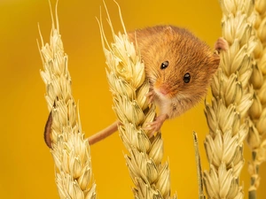 mouse, Ears, corn, mouse