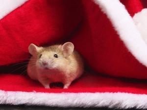 mouse, Cap, Nicholas, ##