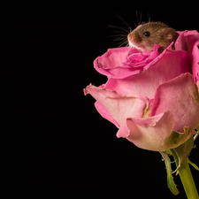 Colourfull Flowers, Pink, mouse, mouse, small, rose