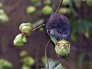 small, cones, hop, mouse
