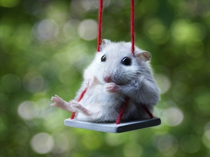mouse, Swing