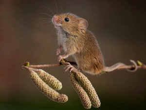 mouse, Alder Twig