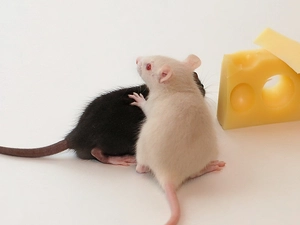 Two, Yellow, cheese, mouse