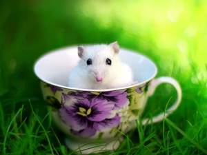 White, cup, grass, mouse