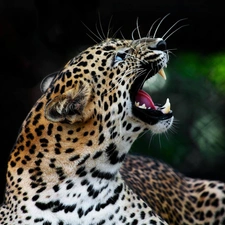 moustache, Panther, canines