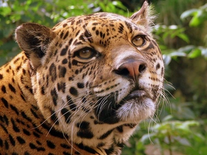 moustache, Jaguar, Head