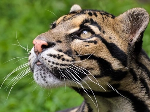 moustache, ocelot, Head