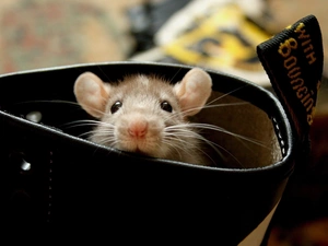 rat, mouth, ##, moustache