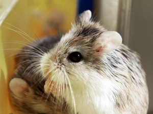 moustache, hamster, Roborowskiego