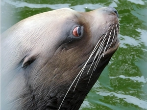 moustache, seal, White