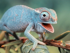 open, mouth, Cameleon, twig, blue