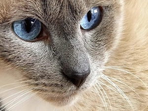 cat, Blue, Eyes, mouth