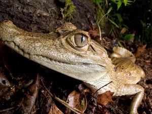 cayman, eye, Leaf, mouth