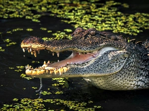 Crocodile, water, Plants, mouth