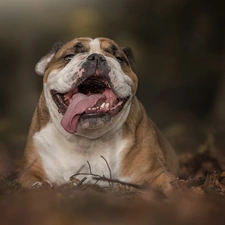 tongue, English Bulldog, mouth