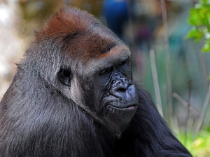 gorilla, dark, Fur, mouth