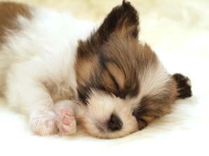 mouth, Puppy, honeyed