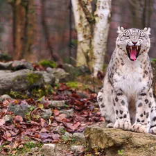 snow leopard, autumn, mouth