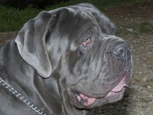 mouth, Mastifa neapolitańskiego