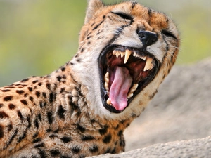 open, cheetah, canines, mouth