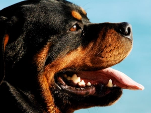 mouth, Rottweiler