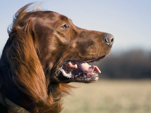 mouth, Irish Setter