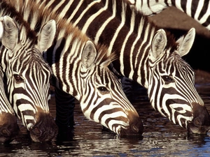 mouth, zebra, water