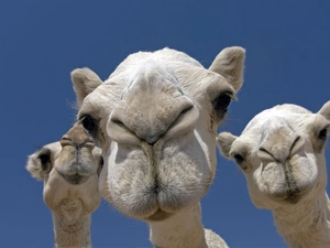 mouths, Camels, White