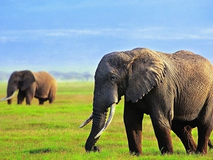Moves, Elephants, grass