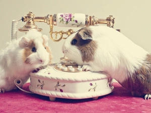 Two, sea, Telephone, mumps