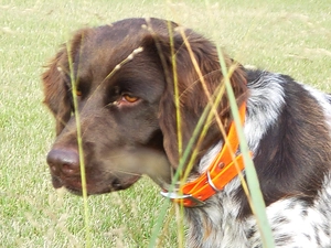 Small Munsterlander Pointer, Orange, dog-collar, Small Munsterlander