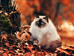 Leaf, mushrooms, siamese, autumn, cat