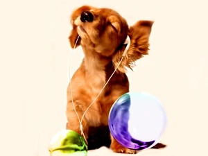 music, Cocker, listening