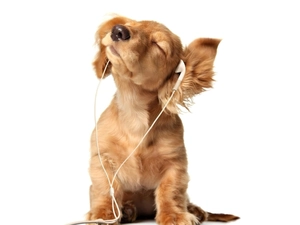 music, dog, listening