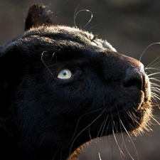 black, mouth, mustache, Panther