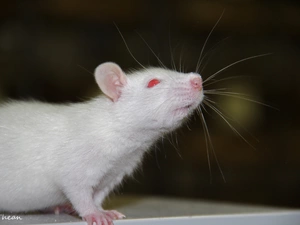Wistar, White, Eyes, mustache, Red, rat